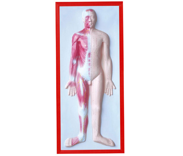 人體肌肉浮雕模型
