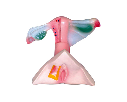 女性內(nèi)外生殖器解剖