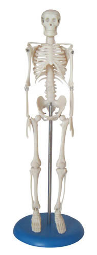 人體骨骼模型42CM